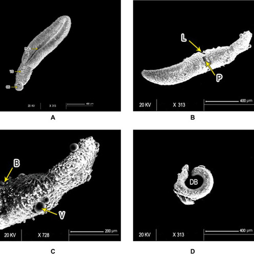 Figure 3 Scanning electron micrography of Schistosoma mansoni juvenile wormsafter in vitro incubation for 72 hours in medium with DMSO (negative-control group) showed (A) intact oral (OS) and ventral suckers (VS) and primitive ill-developed gynecephoric canal (PGC), whereas the dorsal surface was covered with rows of tegumental folds (TF; bar 400 µm). At 72 hours after exposure to PSO at 100 µg/mL concentration, worms exhibited (B) areas of laceration (L) and peeling (P), (C) multiple vesicles (V) and blebs (B) (bars 400 µm and 200 µm, respectively), (D) and some showed dorsal bending (DB) of the worm body (bar 400 µm).