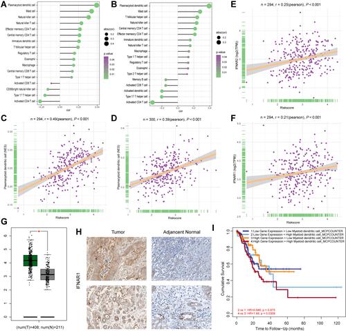 Figure 5 Dendritic cells promote the progression of GC patients. (A) The correlations between immunocytes and GCPI in the TCGA-STAD cohort. (B) The correlations between immunocytes and GCPI in the GSE62254 cohort. (C) The infiltration of plasmacytoid dendritic cells positively associated with GCPI in the TCGA-STAD cohort. (D) The infiltration of plasmacytoid dendritic cells positively associated with GCPI in the GSE62254 cohort. (E) GCPI positively associated with the increased expression of IFNAR2. (F) GCPI positively associated with the increased expression of IFNAR1. (G) mRNA expression of IFNAR1 was significantly higher in tumour tissue than adjacent normal tissue. (H) Protein level of IFNAR1 was significantly higher in tumour tissue than normal tissue. (I) Patients with high expression of IFNAR1 and high infiltration of dendritic cells had the worst prognosis. *P < 0.05.