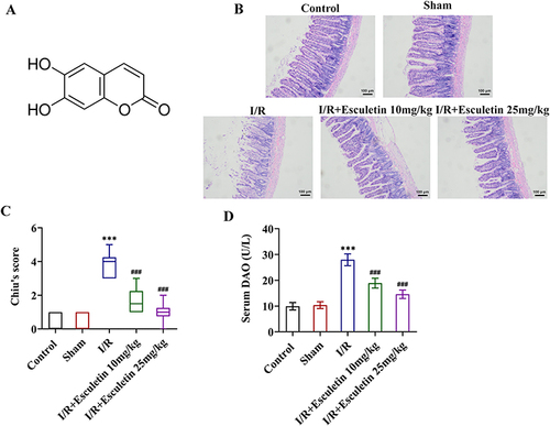 Figure 1 Esculetin alleviates tissue pathological damage and reduces serum DAO levels in intestinal I/R rats. (A) The structural formula of esculetin. (B) H&E staining and (C) Chiu’s score assessed the pathological injury of rat intestinal tissues. (D) DAO assay kit tested serum DAO levels. ***p<0.001 vs Sham; ###p<0.001 vs I/R.