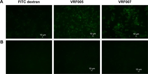 Figure 3 (A) Uptake of peptides, VRF005 and VRF007, at 1 µM concentration by primary corneal epithelial cells. FITC dextran was used as negative control. (B) VRF005 and VRF007 uptake at 1 µM concentration by NCC-RB51 cell line. (C) Peptide uptake, VRF005 and VRF007, by C. albicans at 1 µM concentration. (D) VRF005 uptake in F. solani.Abbreviations: C. albicans, Candida albicans; FITC, fluorescein isothiocyanate; F. solani, Fusarium solani.