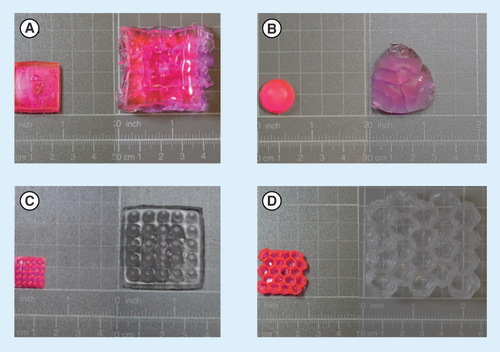 Figure 3. Images of sulforhodamine B-loaded 3D printed tablets with different shapes, before and after 24 h swelling in phosphate buffer (pH 7.4). (A) Box. (B) Hemisphere. (C) 5 × 5. (D) Hive.