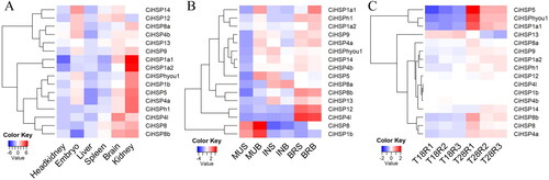 Figure 6. Expression profile of CiHSP genes in grass carp.Note: The expression levels of CiHSP genes were downloaded from grass carp genome website and SRA database;, all expression data were clustered and plotted using the heatmap function in R platform. (A) Expression profile of CiHSP genes in six tissues; (B), expression profile of CiHSP genes response to high density stress; S group: Grass carp high-density culture (40 kg m−3); B group: normal culture (3 kg m−3); MUS represents muscle in S group, MUB represents muscle in B group; INS represents intestine in S group, INB represents intestine in B group; BRS represents brain in S group, BRB represents brain in B group; (C), expression profile of CiHSP genes response to high temperature stress; T18 represents lower temperature (18 °C) while T28 represents higher temperature (28 °C), R1-R3 represent replaces.