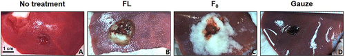 Figure 1 Images of capsular resection liver injury: (A) (untreated) or 10 minutes after application of treatment using (B) FL, (C) F0, or (D) Gauze (scale bar = 1 cm).