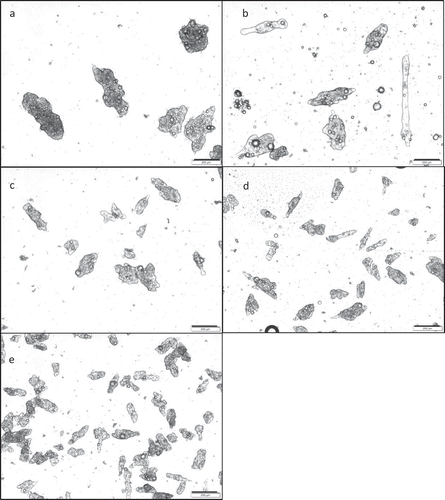 Figure 2. Optical micrographics (bar = 200 μm) of microcapsules produced with 3:1 g/100 g gelatin:alginate, at different stirring speeds: (a) 600 rpm; (b) 950 rpm; (c) 1300 rpm; (d) 1650 rpm; (e) 2000 rpm.