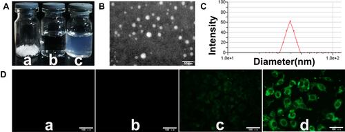 Figure 1 The characterization of NCTD-NPs.