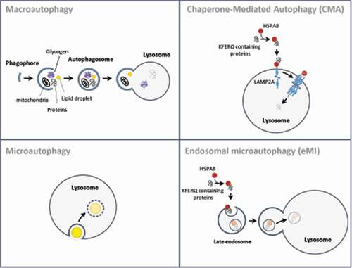 Figure 1. Illustration of the main steps of the different pathways of mammalian autophagy. In macroautophagy, double-membrane organelles called autophagosomes engulf intracellular components and then fuse with lysosomes. In CMA, cytosolic proteins carrying a KFERQ-like motif bind the chaperone HSPA8/HSC70 (heat shock protein family A [Hsp70] member 8/heat-shock cognate protein of 70 kDa) and are subsequently translocated into the lysosomes in a LAMP2A-dependent mechanism. In microautophagy, cytoplasmic substrates intended for degradation are absorbed by the lysosome by direct membrane invagination. In endosomal microautophagy, the complex HSPA8-KFERQ-containing protein is targeted to the endosomal membrane to be internalized into multivesicular bodies, which then fuse with lysosomes to allow degradation of their content
