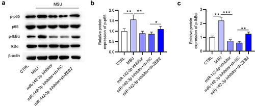 Figure 7. MiR-142-3p activates the NF-κB pathway by targeting ZEB2. (a-c) Western blotting was performed to examine the IκBα, p-IκBα, p65 and p-p65 protein levels in THP-1 cells of different groups (CTRL, MSU, miR-NC, miR-142-3p inhibitor, miR-142-3p inhibitor+sh-ZEB2). *p < 0.05, **p < 0.01, ***p < 0.001.