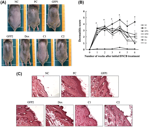 Fig. 2. Effect of GFP on DNCB-induced AD-like skin lesions in NC/Nga mice.Notes: (A) Photography example of the clinical severity of AD-like skin lesions. (B) The dermatitis score was defined as the sum of scores for seven different clinical criteria: erythema/hemorrhage, scarring/dryness, edema, and excoriation/erosion. (C) Dorsal skin lesions were removed and fixed in 4% para-formaldehyde solution. Skin sample was cut with 5 μm and stained with H–E. The photographs were taken on the 42nd day after the sacrifice of animals. Magnification, 200×. Data are presented as means ± SD (n = 3). Data were analyzed using one-way ANOVA followed by Dunnett’s multiple comparison test.*p < 0.05, **p < 0.01 vs. NC; #p < 0.05 NC vs. PC.