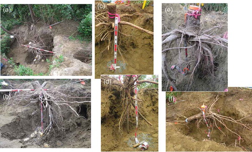Figure 9. Photos of black pine roots grown at the US (ID No. 1: a, b) and HM (ID No. 2: c, d, ID No. 3: e, f) sites, in which row deep tillage treatment for growth bases was done. A puddle formed at the bottom of the survey pit in the US site (photo b) because of rain on the day before taking pictures.