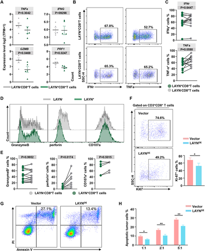 Figure 6 Assessment of anti-inflammatory cytokines profiling and cytotoxic potential of tumor infiltrating LAYN+ CD8+ T cells. (A) The scatter plots displayed the gene expression of cytokines and cytotoxic molecules in freshly isolated LAYN+CD8+ T cells and LAYN−CD8+ T cells from HCC tumor tissues. Data represent five individual patients. (B and C) Representative flow cytometric plots (B) and statistical results (C) to show the pro-inflammatory cytokines IFN-γ and TNF-α secreting profile of intra-tumoral LAYN+ and LAYN− CD8+ T cells following the stimulation of PMA, ionomycin and Brefeldin for 6 h (n ≥ 8). (D and E) Representative flow cytometric overlays (D) and statistical data (E) of intracellular Granzyme B, CD107a and perforin expression in freshly isolated LAYN+ and LAYN− CD8+ T cells from HCC tumor tissues (n ≥ 5). (F) Flow cytometry analysis of proliferation molecules (Ki-67) expression in LAYNOE-CD8+ T cells and control virus-infected cells. (G and H) The apoptosis assay (using CFSE/PI staining) of 97H tumor cell line after co-culture with LAYNOE- CD8+T cells or control virus-infected cells at different (E)T ratio of 1:1, 2:1 or 5:1 for 20h (n = 4). Student’s t-test (A, C, E, F and H) was performed, and the data were presented as the mean ± SEM. Results were replicated (n = 3 experiments) (B–H). *P < 0.05; **P < 0.01.