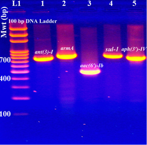 Figure 2 PCR products of the genes coding for aminoglycoside and sulfonamide resistance. L1; 100 bp DNA ladder supplied from Solis BioDyne, Estonia; lanes 1–5 represent the amplified resistance genes as stated above each PCR product.