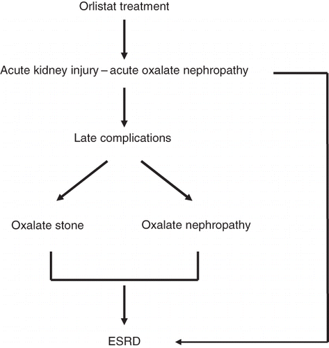 FIGURE 1. Hypothetical figure showing how orlistat may cause deterioration in renal function.