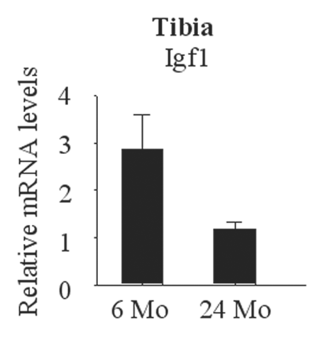Figure 4 Aging-associated decrease in Igf1 expression in the bone. RNA was collected from tibia of adult (6 months) and old (24 months) mice and Igf1 expression was analyzed by real-time PCR.