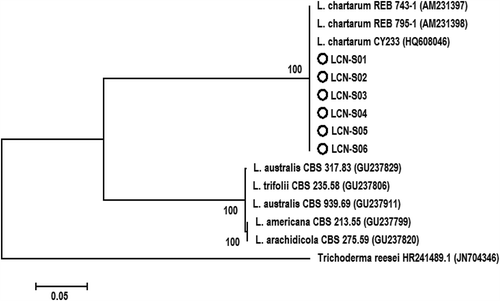 Fig. 3. Phylogenetic tree constructed with the ITS-5.8S rDNA sequence of the six isolates from this study (LCN-S01-LCN-S06), and other species of Leptosphaerulina retrieved from GenBank. Trichoderma reesei was used as the out-group taxon. The bar indicates nucleotide substitutions per site. Numbers of bootstrap support values ≥ 50% based on 1000 replicates.