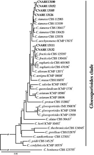 Figure 1. Maximum likelihood phylogenetic tree based on the concatenated dataset (ITS, ACT, CAL, CHS-1, and GAPDH) used to identify Colletotrichum strains isolated from bitter rot on apple in Korea. Bootstrap scores greater than 50 are presented at the nodes. The scale bar indicates the number of nucleotide substitutions per site and the letter Tindicates ex-type strains. The strains originating from bitter rot on apple are indicated in bold.