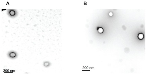 Figure 1 Morphology by transmission electron microscopy of curcumin nanoparticles. (A) LMw-NPC and (B) HMw-NPC.Abbreviations: LMw-NPC, curcumin encapsulated in low molecular weight PLGA; HMw-NPC, curcumin encapsulated in high molecular weight PLGA.