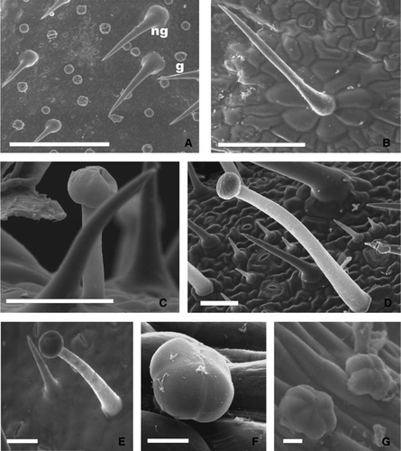 Figure 2  Glandular and nonglandular trichomes of Verbena native species of Buenos Aires province, leaf surface view. A, General view of abaxial epidermis of V. litoralis (ESEM). B, Detail of appressed nonglandular trichome, adaxial epidermis of V. gracilescens (ESEM). C, Long-stalked glandular trichome and nonglandular patent trichome, abaxial epidermis of V. bonariensis (SEM). D, Long-stalked glandular trichome adaxial epidermis of V. rigida (SEM). E, Long-stalked glandular trichome, adaxial epidermis of V. intermedia (ESEM). F, Four-celled head of short-stalked glandular trichome, abaxial epidermis of V. rigida (SEM). G, Multicellular head of short-stalked glandular trichome, abaxial epidermis of V. montevidensis (ESEM). Abbreviations: ESEM, environmental scanning electron microscopy; g, glandular trichome; LM, light microscopy; ng, nonglandular trichome; SEM, scanning electron microscopy. Bars: A, 250 µm. B, 150 µm. C–E, 50 µm. F, G, 10 µm.