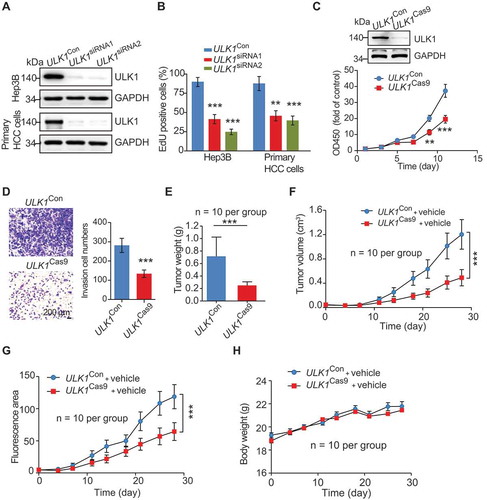 Figure 1. ULK1 depletion suppresses HCC progression in vitro and in vivo. (A) ULK1 depletion in HCC cells. Hep3B and primary HCC cells were transfected with the indicated siRNAs. After 24 h of transfection, the cell lysates were detected by western blotting with the indicated antibodies. (B) ULK1 silencing inhibited HCC cell proliferation. Hep3B and primary HCC cells were transfected with the indicated siRNAs, and proliferation activity was evaluated via EdU assays. (C, D) ULK1 knockout inhibited the proliferation and invasion of HCC cells. The proliferation and invasion activities of ULK1 [Con] and ULK1 [Cas9] HepG2 cells were evaluated via CCK-8 (C) and transwell (D) assays. (E-H) ULK1 deletion inhibited HCC growth in vivo. The data represent the quantified tumor weight (E), tumor growth curves (F), fluorescence area (G), and body weight (H) of the indicated groups. For panels a-d, the data are presented as representative and/or means ± s.e.m. of three independent assays. An unpaired two-sided Student’s t-test was used to compare two groups. **p < 0.01, ***p < 0.001.