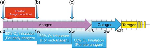 Figure 3. Treatment protocols of systemic normobaric hyperoxygenation (NBO) for hair follicles in early, mid, and late-anagen stages.