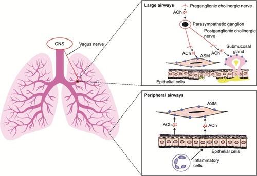 Figure 1 Role of ACh and muscarinic receptors in the lung.