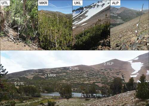 Figure 2. Transect design. Transects extended from UTL to ALP, with intermediate plots at MKR and UK (upper species line). Two pairs of transects were installed on adjacent northern and southern aspects for a total of four transects