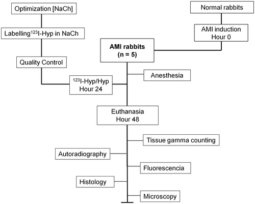 Figure 2. Flow diagram of the experimental procedures. AMI: acute myocardial infarction, 123I-Hyp/Hyp: iodine-123-labeled hypericin/unlabeled hypericin.