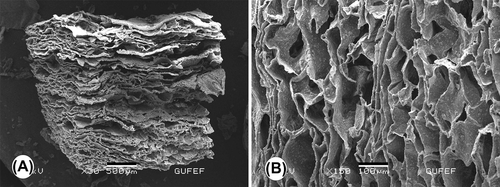 Figure 1. Representative SEM micrographs of the acellular CS/HA scaffold (A, B). Rough structures as a result of the distribution of HA microparticles inside the polymer matrix are visible on the pore walls in B. Scale bars: 500 μm (A), 100 μm (B).