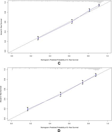 Figure 4 The calibration curve for predicting patient survival at (A) 3 years and (B) 5 years in the training cohort, and at (C) 3 years and (D) 5 years in the validation cohort. The nomogram-predicted probability of overall survival is plotted on the X-axis, the actual overall survival is plotted on the Y-axis.
