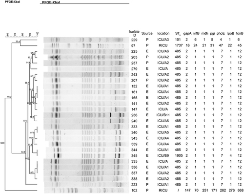 Figure 2 Dendrogram showing pulsed-field gel electrophoresis (PFGE) analysis of the 27 carbapenem-resistant Klebsiella pneumoniae isolates.