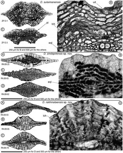 Figure 13. Comparison of the axial sections of Discocyclina sulaimanensis, D. zindapirensis sp. nov. and D. rakhinalaensis sp. nov. from the Drazinda Formation. P: protoconch, D: deutroconch, pi: piles, lcl: lateral chamberlets, eql: equatorial layer, ud: umbonal depression.