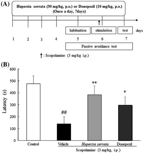 Fig. 5. Effects of H. Serrata extract on memory in a scopolamine-induced cognitive impairment mouse model using the passive avoidance test.Notes: (A) An outline of the behavioral test is shown. H. serrata extract (30 mg/kg/day) or donepezil (10 mg/kg/day) was administered orally once a day for 7 days. On days 5–7, the passive avoidance test was performed. (B) Effects of H. serrata on learning and memory in a scopolamine-induced cognitive impairment mouse model. Donepezil is the positive control. Values are expressed as the mean ± SEM (n = 9 or 10). ##p < 0.01 vs. control mice (Student’s t-test). **p < 0.01, *p < 0.05 vs. vehicle mice (Student’s t-test).