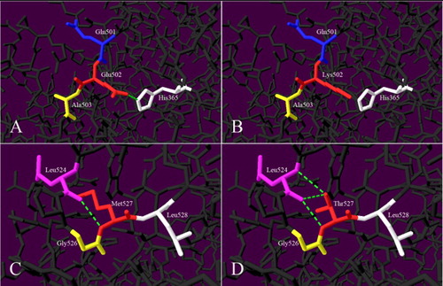 Figure 3. Model analysis diagrams. (A–B) Glu502Lys, (C–D) Met527Thr before and after mutations in turn. The green dotted lines indicate hydrogen bond.