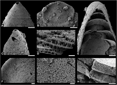 Figure 6. A, B, Ventral and dorsal larval shell of Pomeraniotreta biernatae (PMU38366, PMU38370). C, Ventral larval shell of Pomeraniotreta n. sp. (PMU38387, same specimen as in Fig. 5K, O, P). D, Columnar shell structure of P. biernatae seen in a dorsal valve (PMU38369). E, Anterior view of exfoliated ventral valve of P. biernatae exposing thick laminae of apical process (PMU38378, same specimen as in Fig. 5F). F, Larval shell pitting in a dorsal valve of P. biernatae (PMU38373, same specimen as in Fig. 5I). G, Larval shell pitting in a ventral valve of Pomeraniotreta n. sp. (PMU38387, detail of Fig. 5P). H, Recrystallized shell laminae of Mytoella? n. sp. (PMU38359; detail of Fig. 3C). Scale bar equals 50 µm (A, B, C, E), 10 µm (D, F), and 5 µm (G, H). Note that A, C and E are depicted to scale.