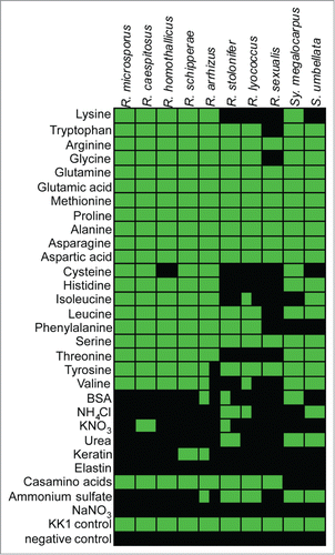 Figure 4. Utilization of different nitrogen sources by different Rhizopus species (Table S3). Growth is indicated in green and no growth in black.