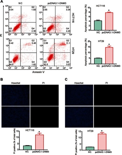 Figure 5 Dynamin 3 (DNM3) overexpression induces apoptosis in colon cancer cells. (A) Cell apoptosis was investigated by Annexin V/PI staining and flow cytometry. (B) and (C) Photomicrographs of double-fluorescent staining with PI (red) and Hoechst 33342 (blue) in HCT116 (B) and HT29 (C) cells. PI-positive cells were counted in approximately 200 cells from three random microscopic fields for each sample and are expressed as percentages of the total cells. *P<0.05. All experiments were performed in triplicate.