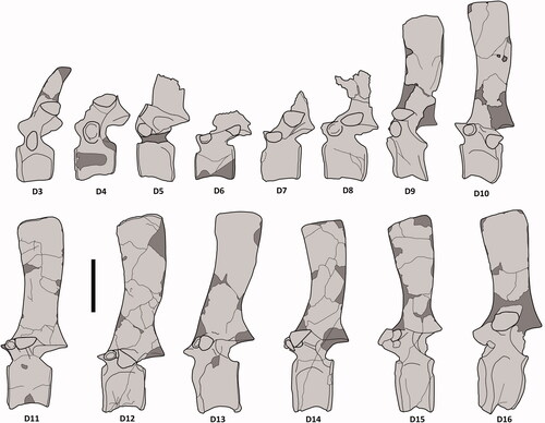 Figure 16. Comptonatus chasei gen. et sp. nov. (IWCMS 2014.80). Reconstructions of dorsal vertebrae in left lateral view. Light grey actual bone, dark grey unpreserved or obscured. Scale bar represents 100 mm.