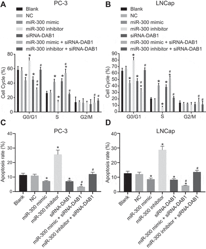 Figure 8. Flow cytometry assay revealed that down-regulated miR-300 reduces cell cycle and promotes apoptosis by up-regulating DAB1 expression