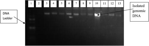 Figure 1. Agarose gel (1%) electrophoresis showing the quality of isolated genomic DNA. Lane 1: 100 bp DNA ladder (Ready to Load, Solis BioDyne, Tartu, Estonia); Lanes 2 – 13: isolated genomic DNA.