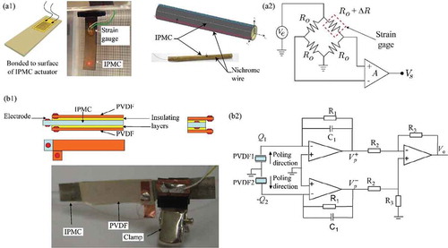 Figure 12. IPMC actuators integrated with resistive or piezoelectric sensors: (a1) cantilevered IPMC bending actuator integrated with a strain gauge and a tube-shaped IPMC actuator integrated with nichrome wire, (a2) Wheatstone bridge circuit for use with resistive sensor like a strain gauge or nichrome wire, (b2) cantilevered IPMC bending actuator integrated with insulation and two layers of PVDF film, and (b2) differential charge amplifier circuit for use with PVDF film sensors. Figures (a1) and (a2) taken with permission from [Citation222]. Figures (b1) and (b2) reprinted with permission from [Citation101].