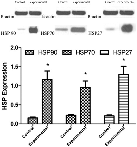 Figure 3. HSP90α, HSP70, and HSP27 expression levels in the control and the experimental group. Significant differences were calculated with respect to the control group. *p < .05.