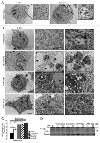 Figure 6. Autophagy inhibitors inactivate lysosomes and cause accumulation of cytosolic vesicles. (A) U2OS cells were treated for 3 h with a vehicle control or 100 μM chloroquine, fixed, and analyzed by transmission electron microscopy (TEM). Accumulation in both size and number of electron dense and lucent vesicles, consistent with lysosomes and endosomes (black arrows), is observed following chloroquine treatment. Scale bars: 2 μm. Right panels are magnifications of the boxed regions (scale bars: 1.14 μm and 500 nm, respectively). (B) U2OS cells were treated for 3 h with 3 μM chloroquine, quinacrine, VATG-027, or VATG-032, fixed, and analyzed by TEM. Electron-dense and electron-lucent vesicles are indicated with black arrows. Scale bars: 2 μm (left images). Right panels are magnified images of the boxed regions indicated by number (panel 1 scale bars: 1.2 μm; panel 2 scale bars: 500 nm). (C) Mean vesicle number per cell for treatments shown in B (20 images per treatment). Error bars indicate standard deviation. Student 2-tailed t test to control or chloroquine treatment as indicated: **P < 0.01; ***P < 0.001. (D) Immunoblot of U2OS cells treated with 3 μM and 30 μM of chloroquine, quinacrine, VATG-027, and VATG-032 for 6 h. Cell lysates were probed for pro and active forms of CTSB (pro and active forms indicated). Tubulin was included as a loading control.