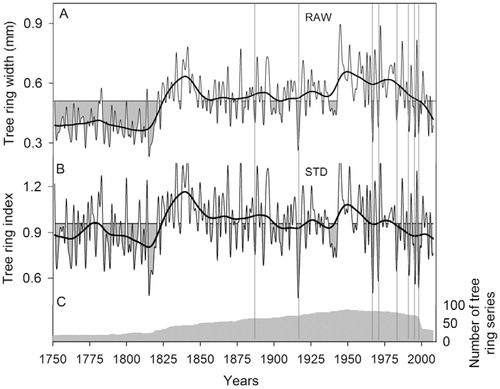 FIGURE 6. Regional chronology of Polylepis tarapacana (A) raw, and (B) standardized data, and (C) number of tree ring series (i.e. individual trees). Dark horizontal line indicates an adjusted curve of a 25-yr smoothing cubic spline to emphasize the low frequency variations. Vertical gray lines indicate years of growth reduction (one and two years after the occurrence of El Niño-Southern Oscillation [ENSO] events).