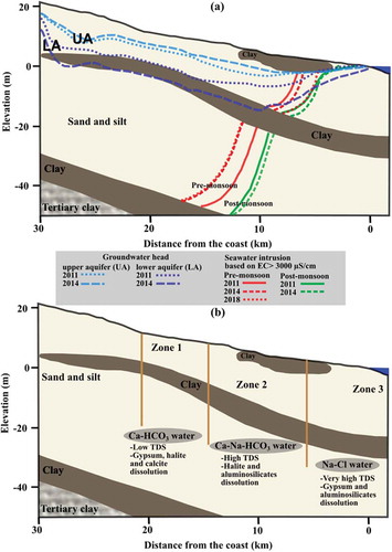 Figure 8. (a) Conceptual diagram of the seawater–freshwater interface showing the extent of seawater intrusion at different times. (b) Conceptual west-to-east cross section showing the identified geochemical processes