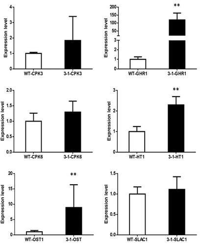 Figure 7. The expression of stomata closure related genes. Asterisks indicate statistically significant differences (*P < .05, **P < .01; Student’s t-test).