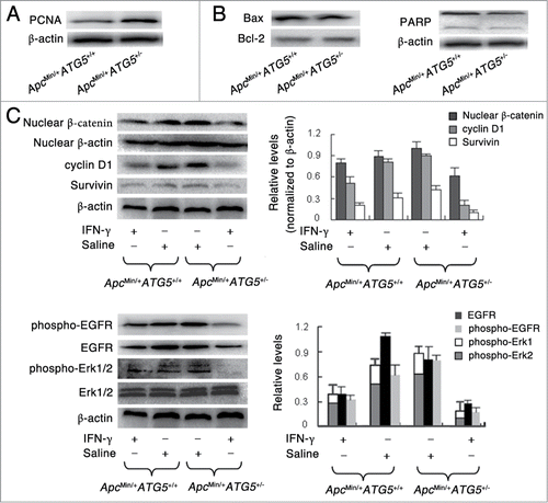 Figure 4. Heterozygous deletion of ATG5 promotes cell proliferation, activates Wnt/β-catenin and EGFR/ERK1/2 pathways and enhances the effects of IFN-γ-dependent suppression of these 2 signaling pathways. Western blotting assay showed the protein levels of PCNA (A), apoptosis-related protein including bax, bcl-2 and PARP (B), Wnt signaling-related protein including nuclear β-catenin, cyclin D1 and Survivin (C) and EGFR/Erk1/2 signaling-related protein including EGFR, phospho-EGFR and phospho-Erk1/2 (D). The protein β-actin served as a loading control and for the study involving phospho-Erk1/2, total Erk1/2 served as a control. The data presented is representative of 3 experiments. Significant differences are not shown.