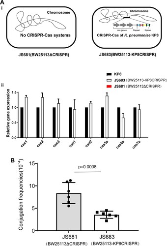 Figure 2. Conjugation frequencies of p187-2 in BW25113 strains with or without KP8 CRISPR. (A) (i) Schematic of JS681 and JS683. (ii)Expression of the Cas operon in the KP8, JS683 and JS681 cells. (B) Effect of the KP8 CRISPR on the conjugation frequencies of p187-2(IncF conjugative plasmid with blaKPC and matched proto-spacers). The data represent the mean ± SD for six independent biological replicates. p = 0.0008 indicate significant differences between two groups as determined using two-tailed Student’s t-test.