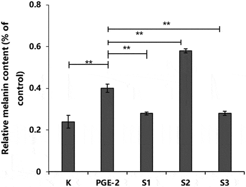 Figure 10. Effect of S1, S2, and S3 on relative melanin content in PGE2-induced B16-F10 cells. PGE-2, prostaglandin E2; S1, Ganoderma lucidum fermentation broth; S2, G. lucidum and Polygonatum odoratum fermentation broth; S3, G. lucidum and Panax ginseng fermentation broth. *P < 0.05, **P < 0.01.