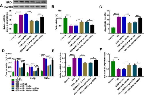 Figure 7 MiR-193a-5p attenuates CSE-induced apoptosis, inflammation and oxidative stress in HBECs via targeting BRD4. (A–F) 16HBE cells were transfected with miR-NC, miR-193a-5p, miR-193a-5p + pcDNA, or miR-193a-5p + BRD4, followed by treatment with 2% CSE for 24 h (n=3). (A) Western blot analysis of BRD4 expression in cells. (B) CCK-8 assay of cell viability. (C) Flow cytometry for cell apoptosis analysis. (D) Detection of IL-8, IL-1β, and TNF-α levels in cells using ELISA. (E and F) Measurement of MDA and SOD levels in cells using Commercial kits. *P <0.05, **P<0.01, ***P<0.001, ****P< 0.0001.