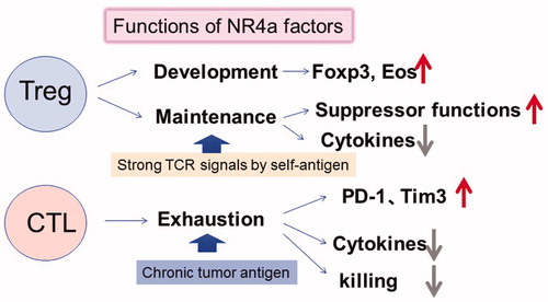 Figure 3. Functions of NR4a factor in Tregs and CTLs (CD8+ T cells). NR4a factors are upregulated by strong or chronic TCR signals in Tregs and CTLs. NR4a factors are essential for Treg development, suppressive functions, maintenance of Foxp3 and Eos expression, and suppression of cytokine expression. While NR4a factors in CTLs induce exhaustion phenotypes including high expression of PD-1 and Tim3, lower expression of cytokines results in lower tumor killing activity.