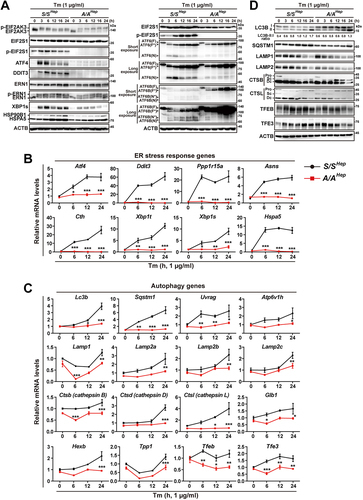 Figure 1. Protein and mRNA expression of autophagy and UPR genes is dysregulated in A/A cells during ER stress. (A) WB analysis of UPR proteins in lysates of S/SHep and A/AHep cells treated with Tm (1 µg/mL) for the indicated durations. ATF6(F): full-length glycosylated ATF6; ATF6(F*): full-length unglycosylated ATF6; ATF6(N): cleaved N-terminal fragment of ATF6; ATF6B(F): full-length glycosylated ATF6B; ATF6B(F*): full-length unglycosylated ATF6B; ATF6B(N*) and ATF6B(N): cleaved N-terminal fragments of ATF6B. The identities of bands indicated in the ATF6 and ATF6B WB analysis were validated by WB analysis (Fig. S1) of atf6 KO and atf6 atf6b double KO cell lines using the same ATF6- and ATF6B-specific antibodies. (B and C) Quantitative RT-PCR analysis of mRNA expression of ER stress response (B) and autophagy (C) genes in S/SHep and A/AHep cells treated with Tm (1 µg/mL) for the indicated durations. Data are presented as mean ± SEM of three independent experiments (two-way ANOVA with Sidak’s post hoc test) (D) WB analysis of autophagy proteins in lysates of S/SHep and A/AHep cells treated with Tm (1 µg/mL) for the indicated durations. CTSB: cathepsin B; CTSL: cathepsin L; Pro: procathepsin; Sc: mature single-chain cathepsin; Dc: heavy chain of mature double-chain cathepsin.